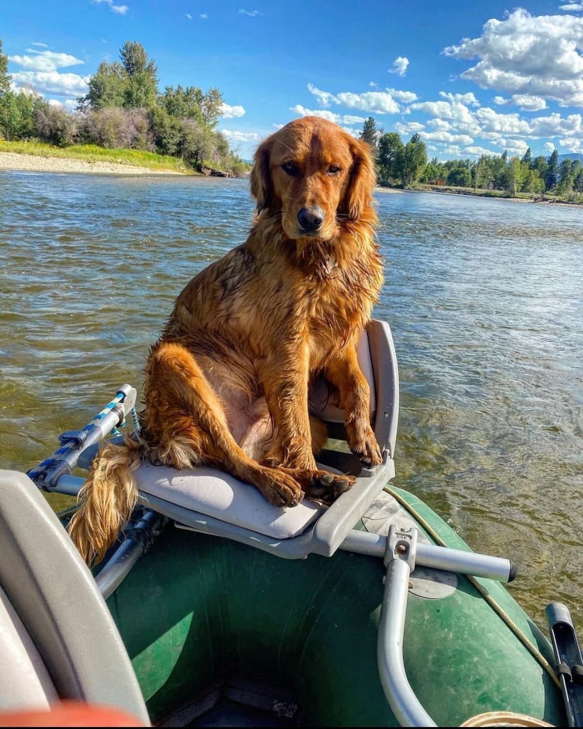 Smith's Golden Retrievers breeder image 22