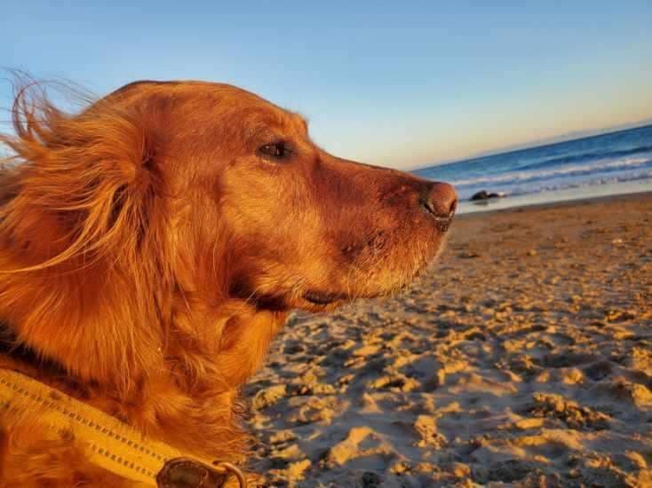 Smith's Golden Retrievers breeder image 23