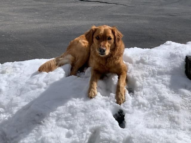 Smith's Golden Retrievers breeder image 24