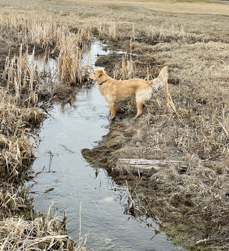Smith's Golden Retrievers breeder image 25