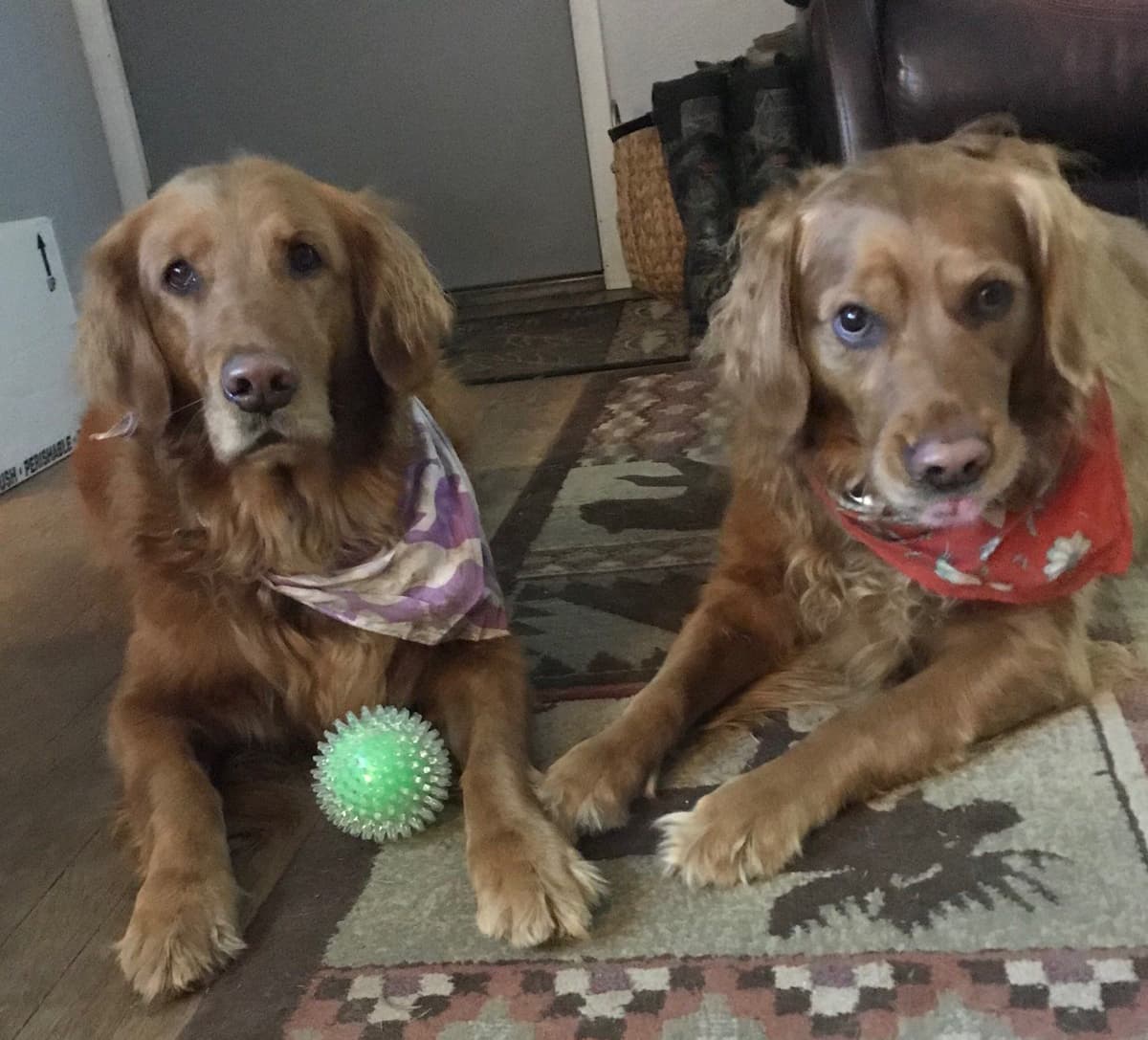 Smith's Golden Retrievers breeder image 26