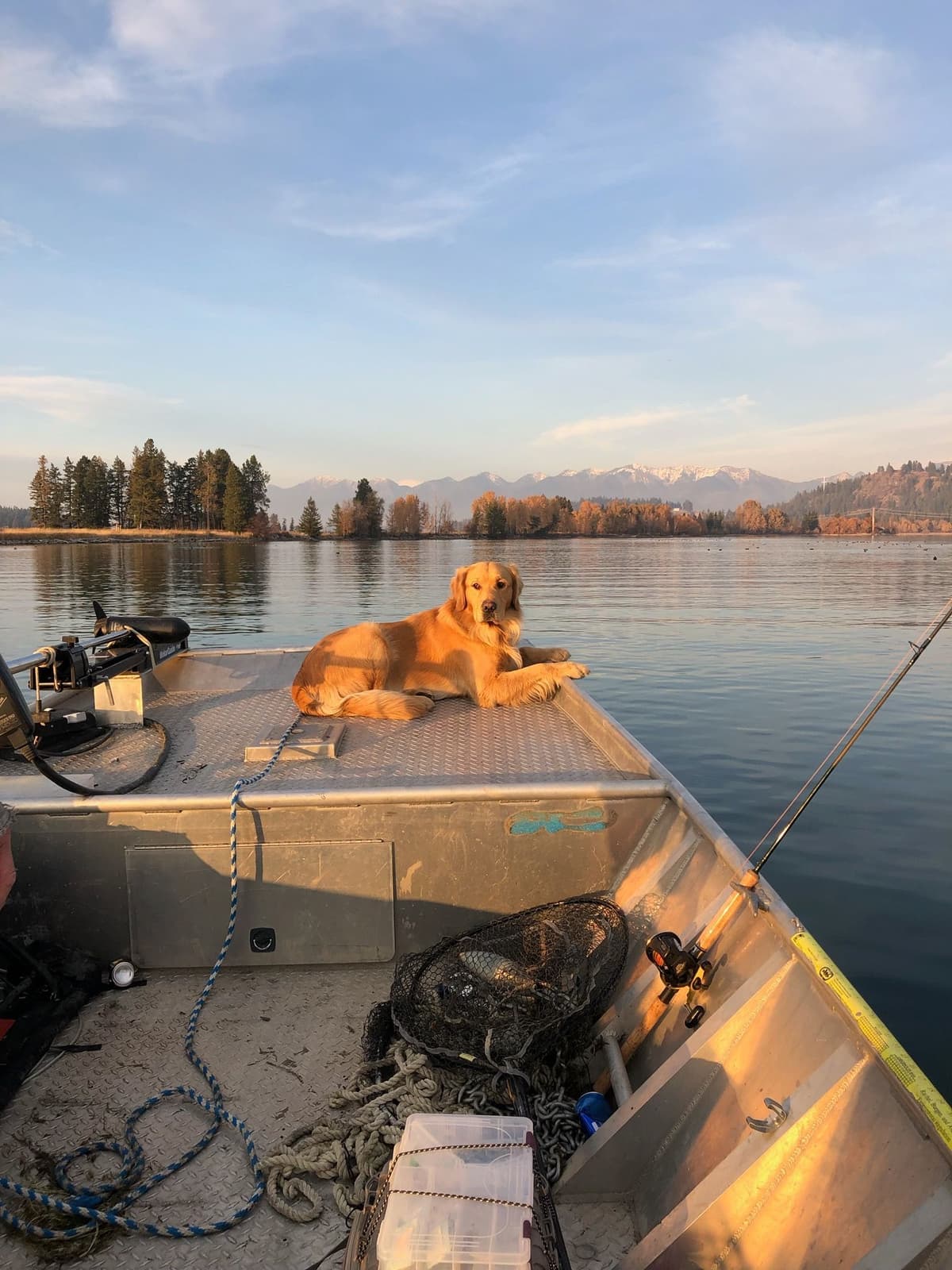 Smith's Golden Retrievers breeder image 27