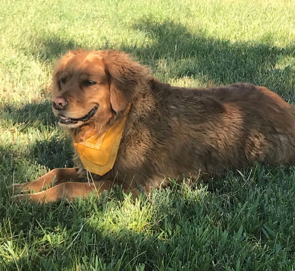 Smith's Golden Retrievers breeder image 29