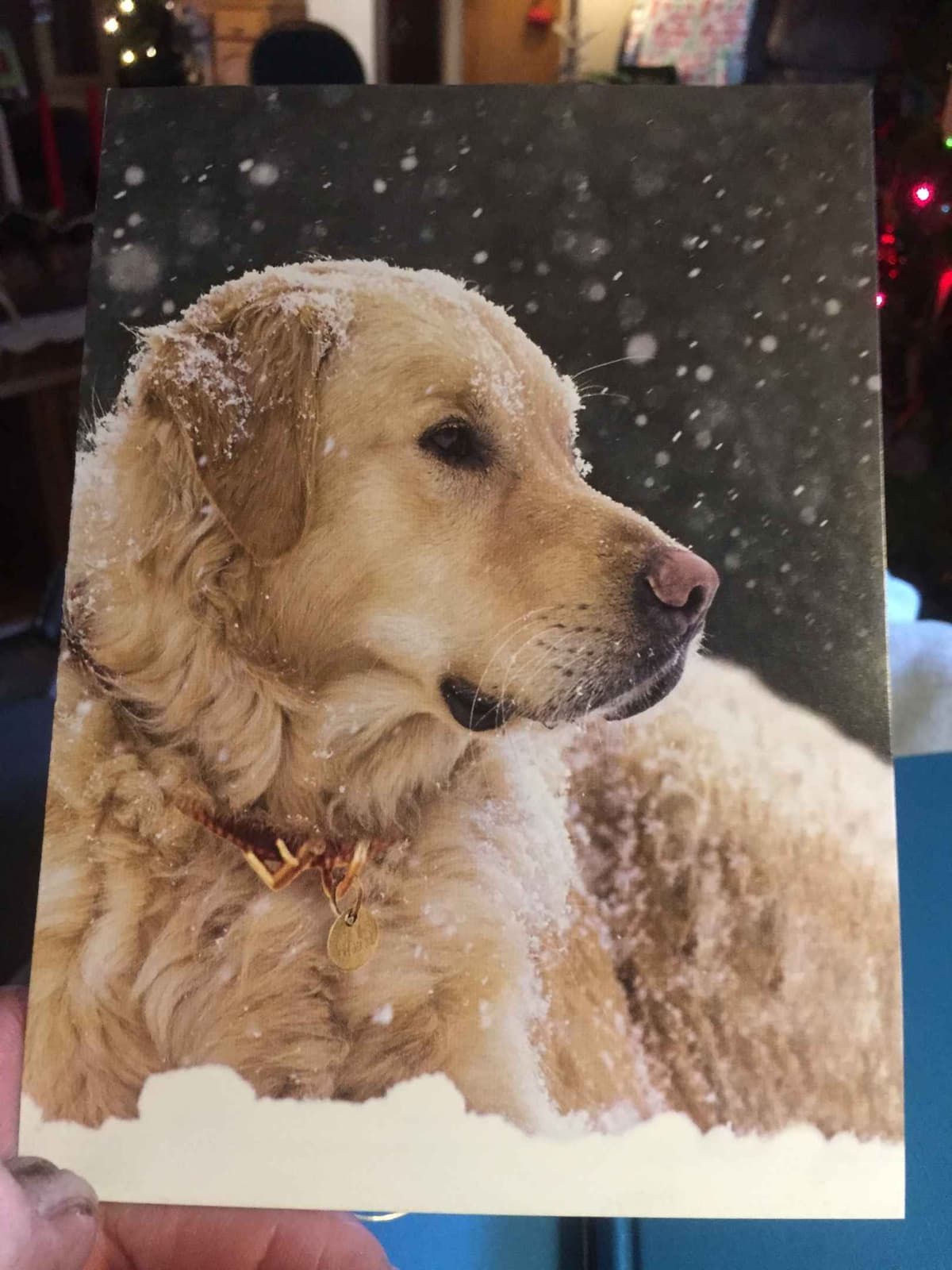 Smith's Golden Retrievers breeder image 30