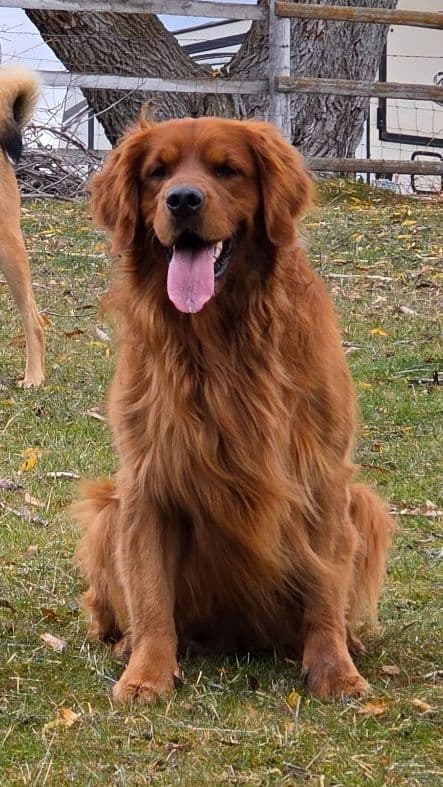 Smith's Golden Retrievers media 20