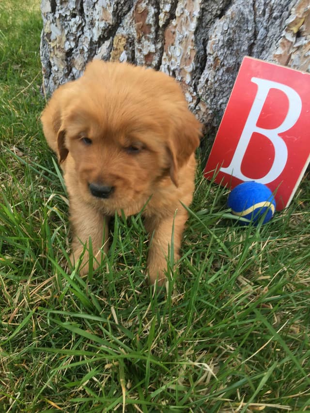 Smith's Golden Retrievers media 10