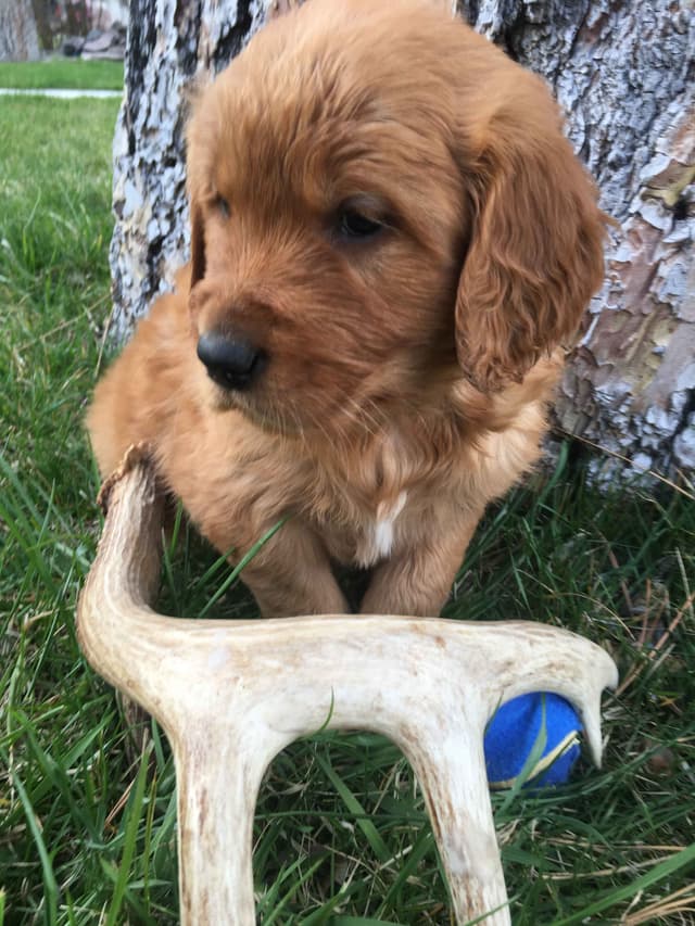 Smith's Golden Retrievers media 6