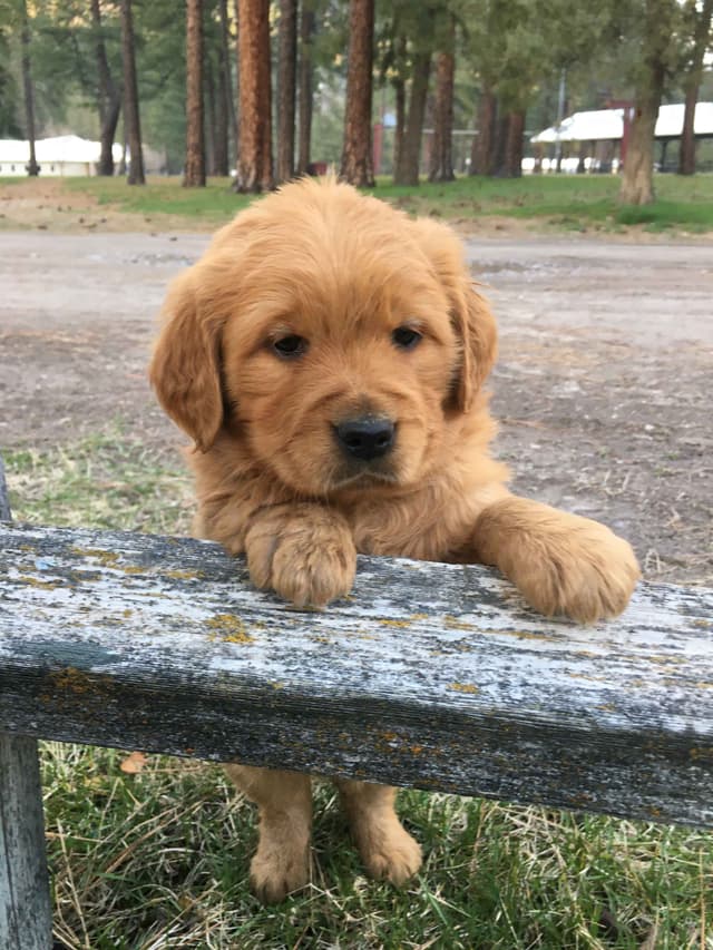 Smith's Golden Retrievers media 18