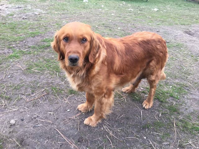Smith's Golden Retrievers media 19