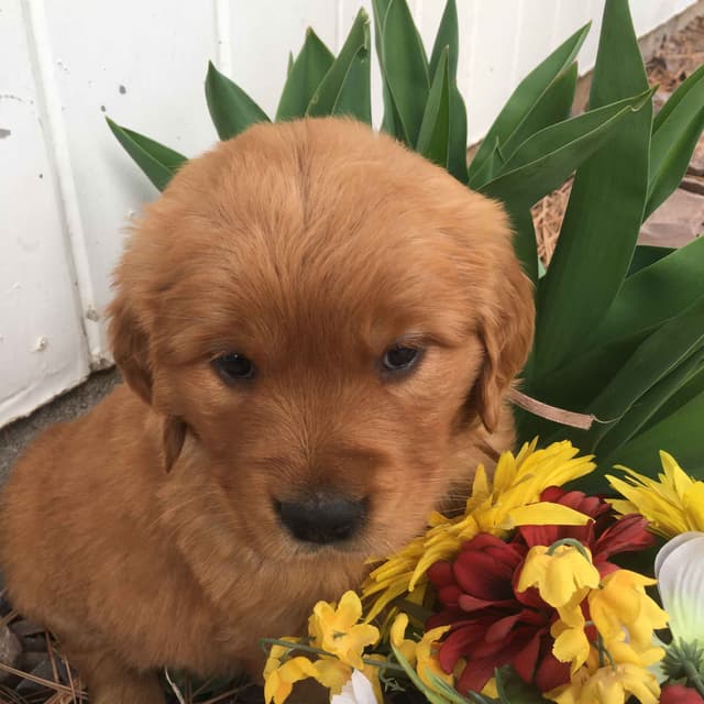 Smith's Golden Retrievers media 2