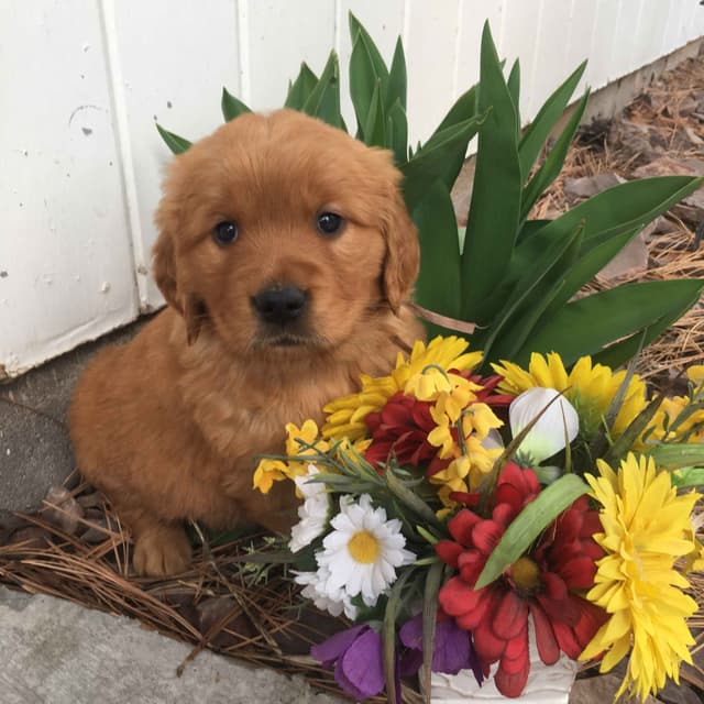 Smith's Golden Retrievers media 5