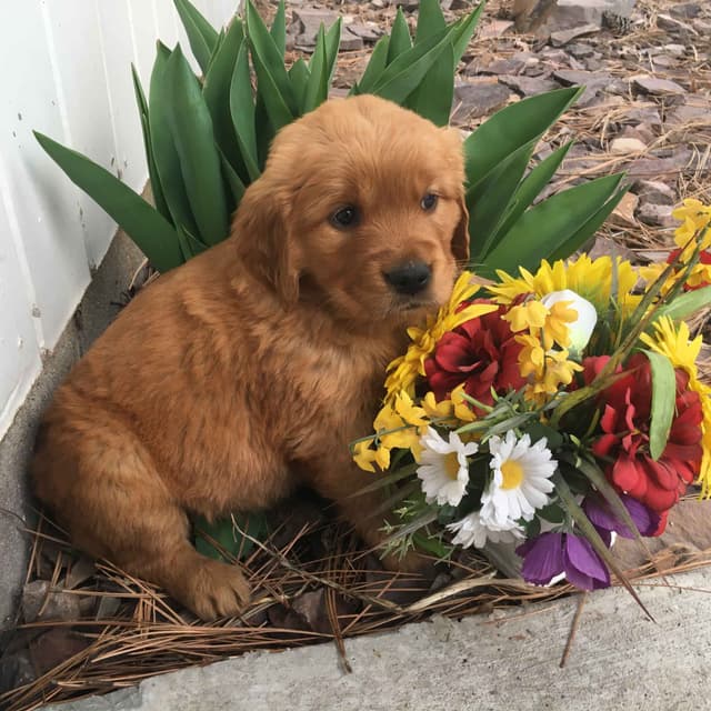 Smith's Golden Retrievers media 4