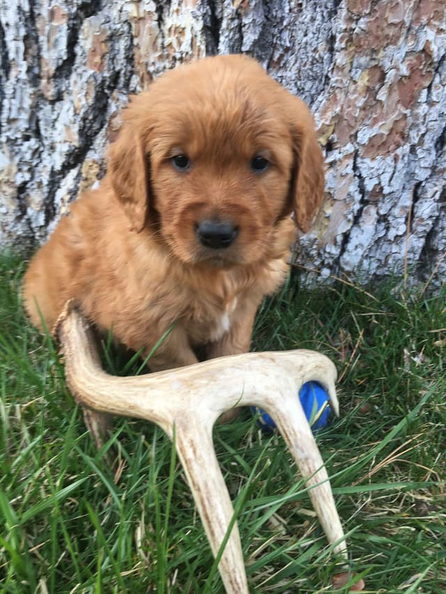 Smith's Golden Retrievers media 7