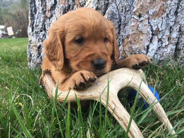 Smith's Golden Retrievers media 9