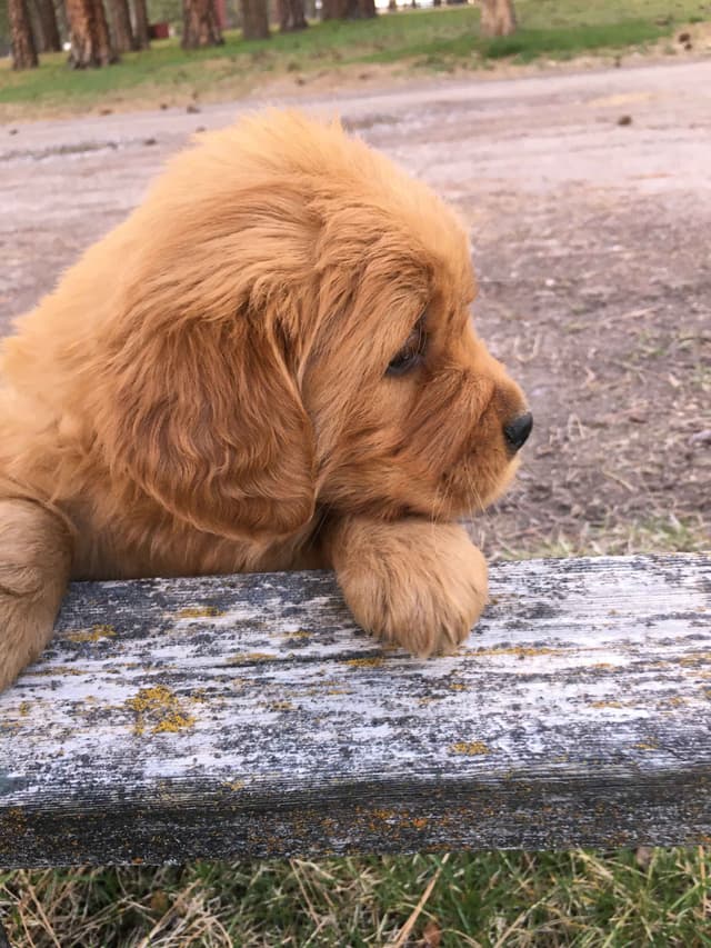 Smith's Golden Retrievers media 15