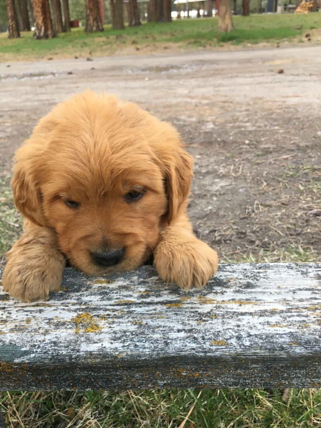 Smith's Golden Retrievers media 16