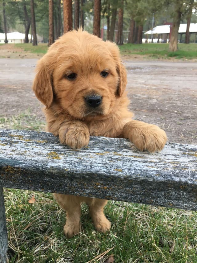 Smith's Golden Retrievers media 17