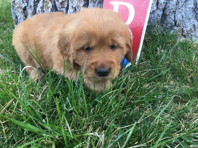 Smith's Golden Retrievers media 13