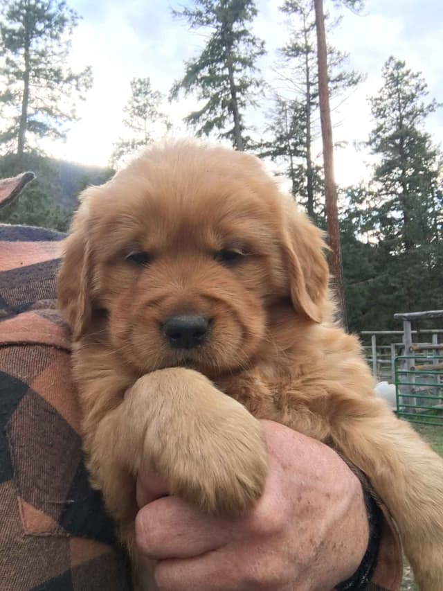 Smith's Golden Retrievers media 12