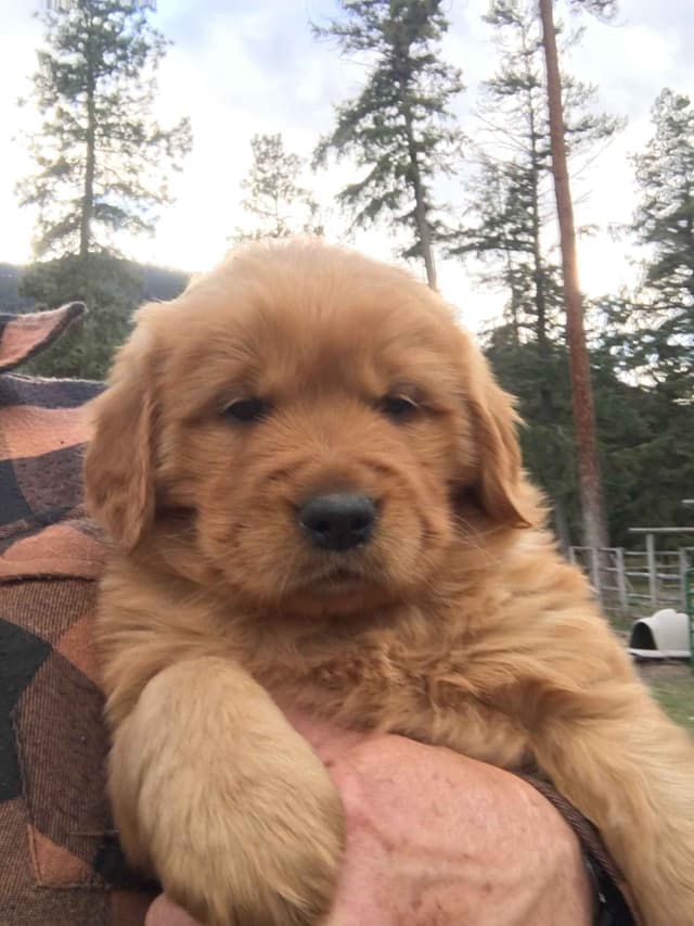 Smith's Golden Retrievers media 11
