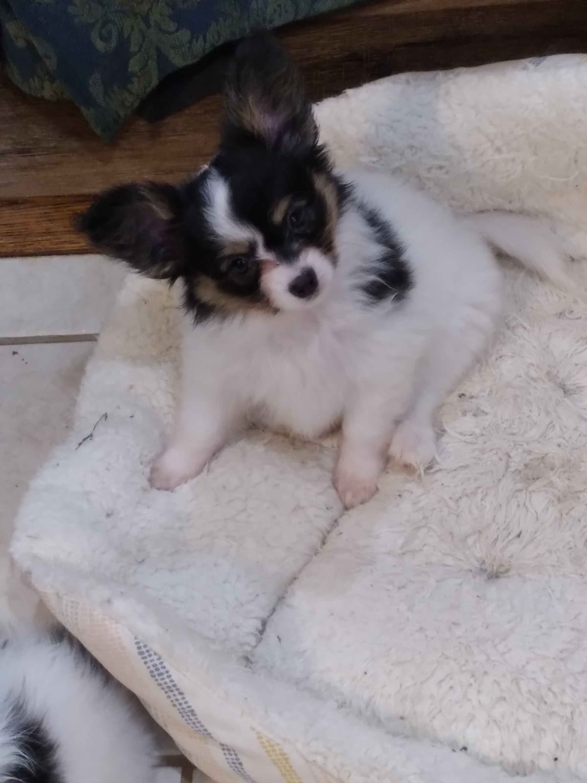 Papillon Puppies breeder image 5