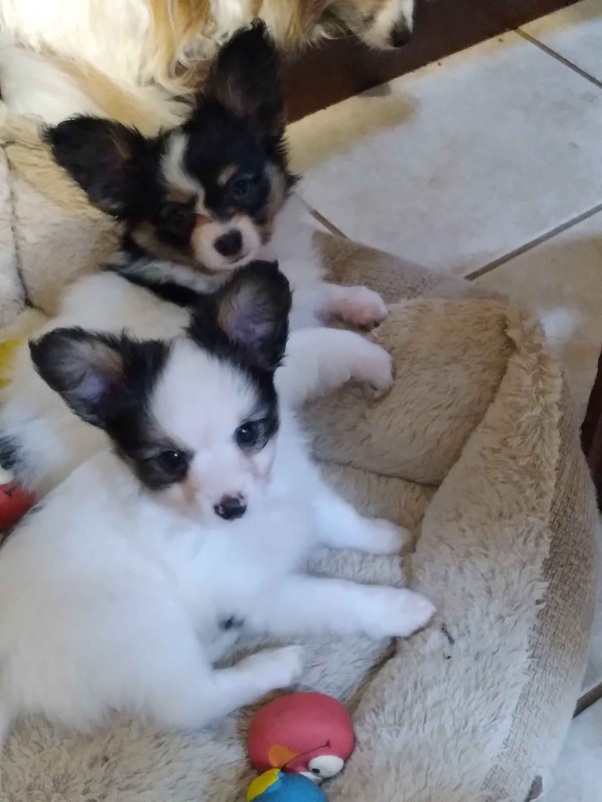 Papillon Puppies breeder image 6