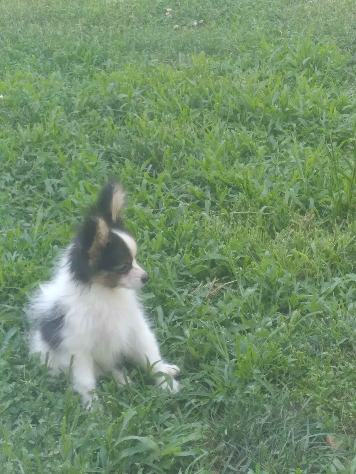 Papillon Puppies breeder image 8