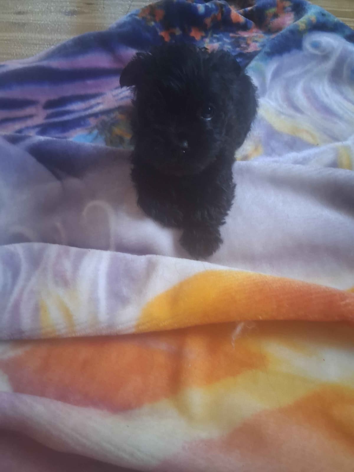 Health Tested Cairn Terrier Puppies breeder image 1