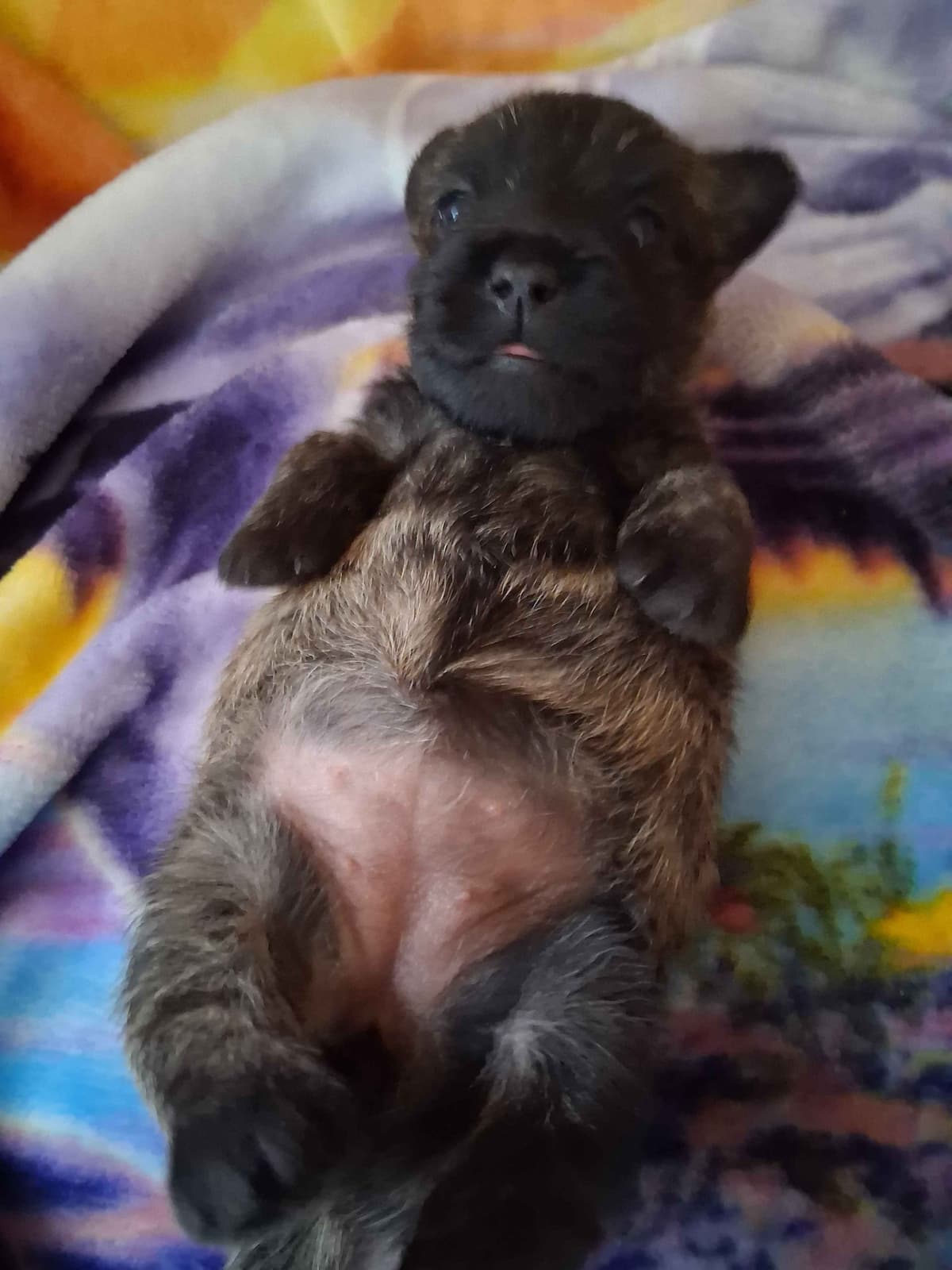 Health Tested Cairn Terrier Puppies breeder image 2