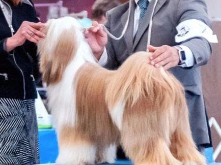 Tibetan Terrier Puppies breeder image 2