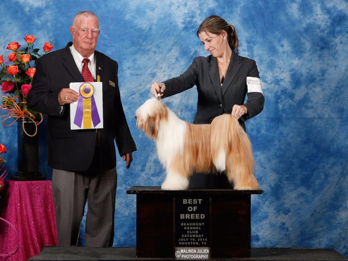 Tibetan Terrier Puppies breeder image 3