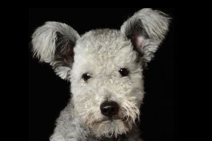 Tibetan Terrier Puppies breeder image 1