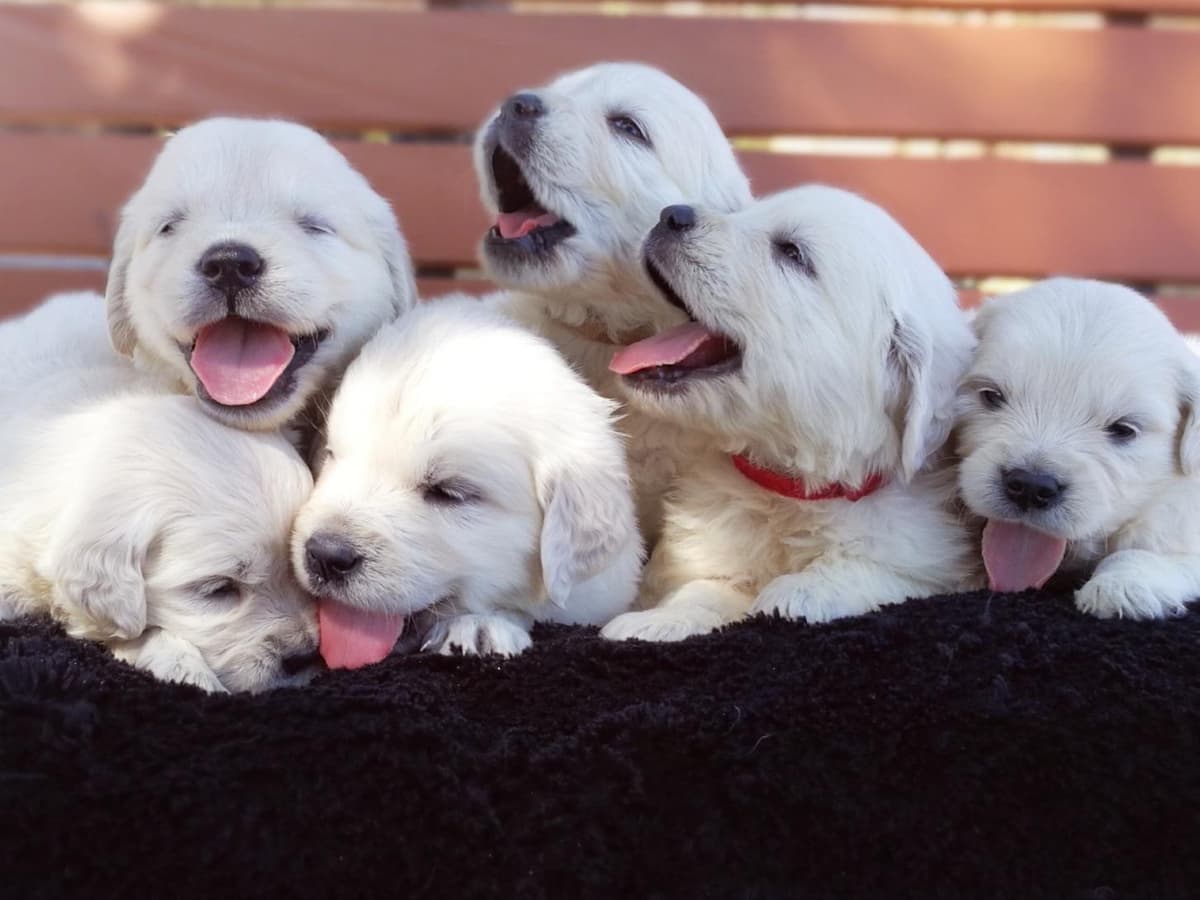 Golden Retriever Puppies breeder image 1