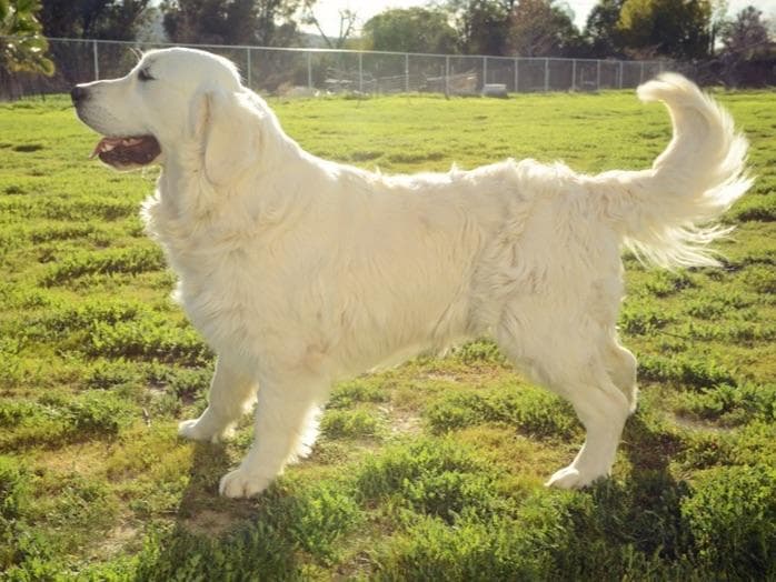 Golden Retriever Puppies breeder image 3