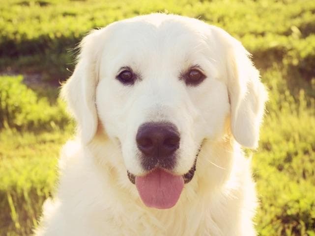 Golden Retriever Puppies breeder image 4