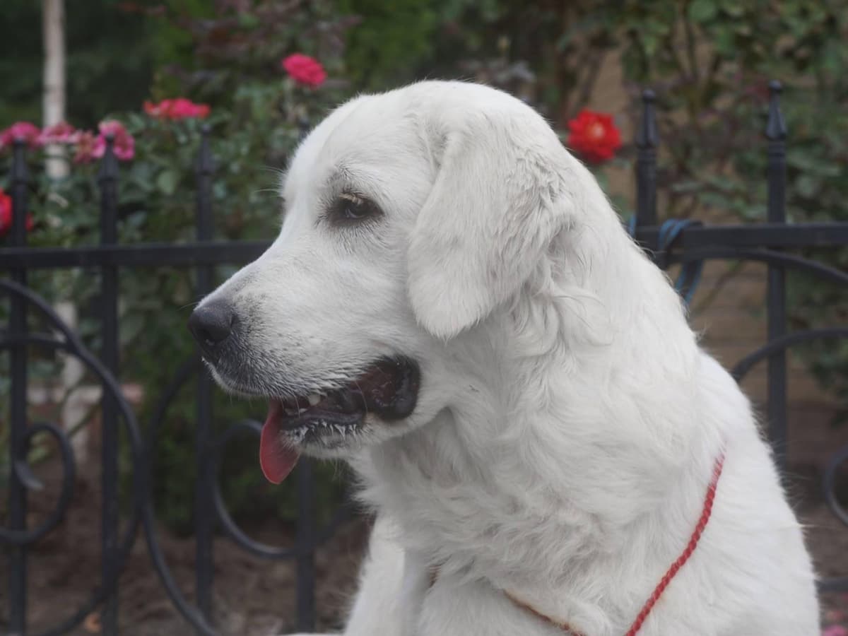 Golden Retriever Puppies breeder image 5
