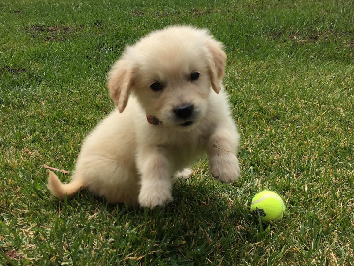 Golden Retriever Puppies breeder image 7