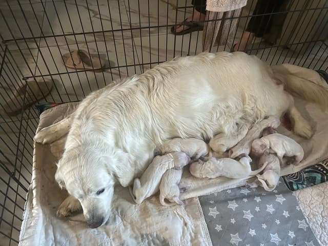 Golden Retriever Puppies media 2