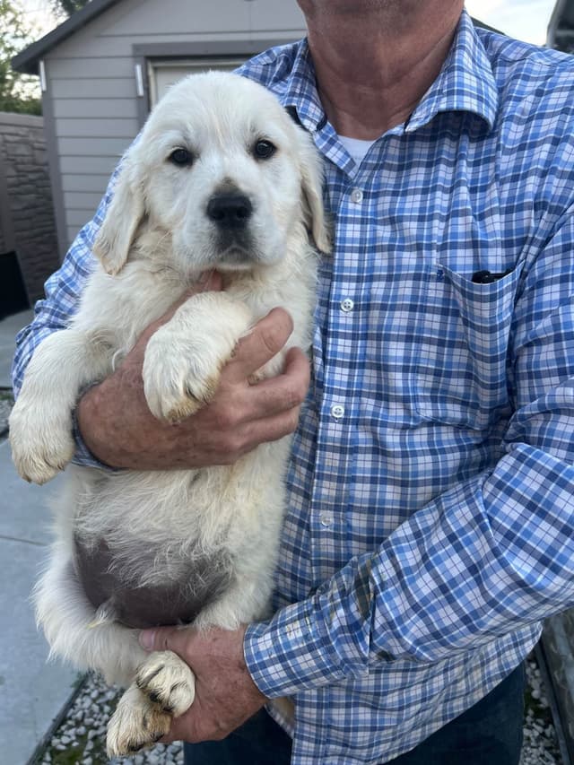 Golden Retriever Puppies media 3