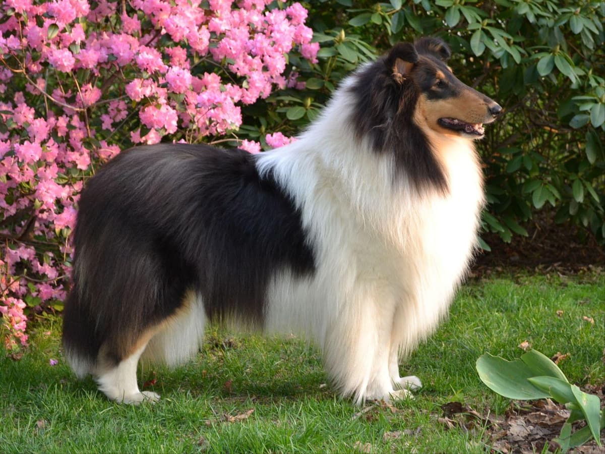 Collie Puppies breeder image 6