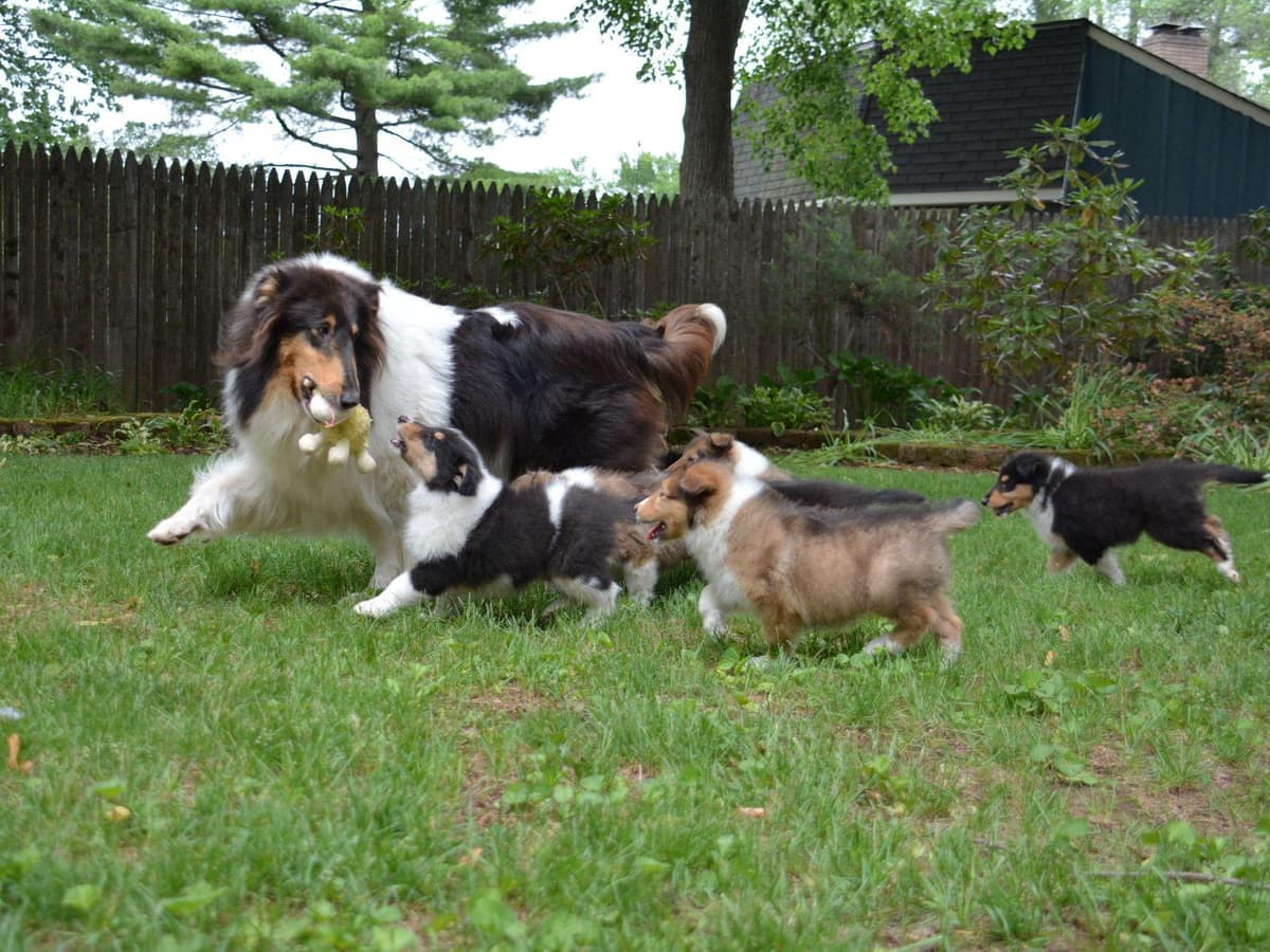 Collie Puppies breeder image 7