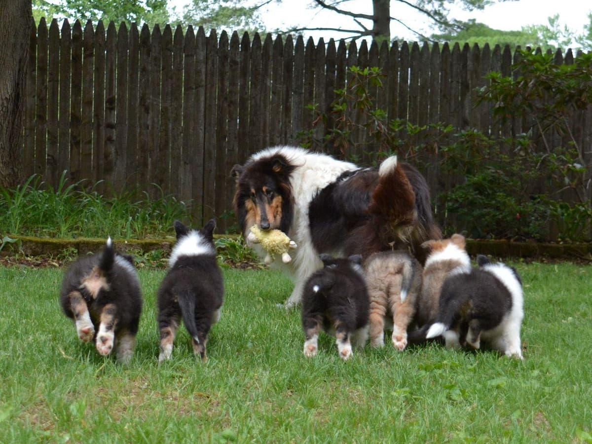 Collie Puppies breeder image 8