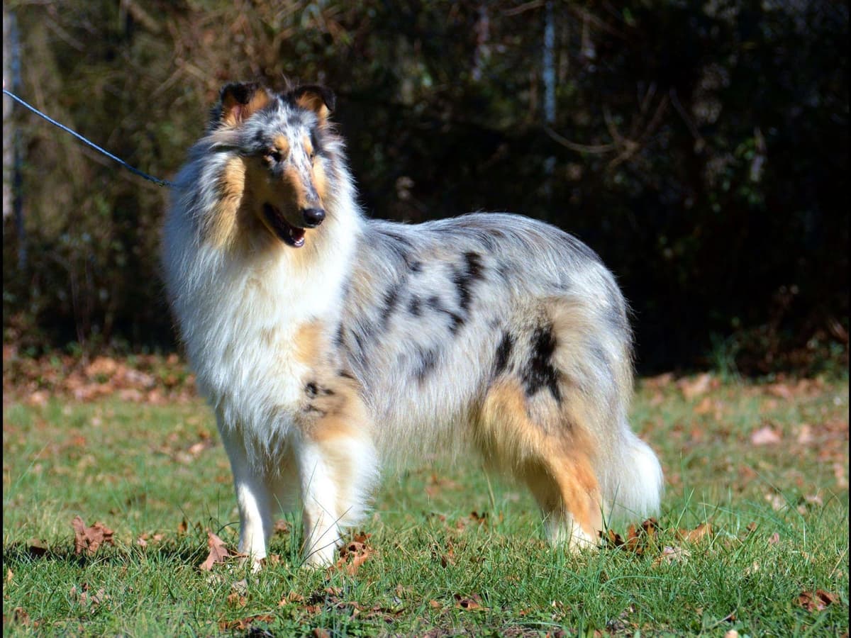 Collie Puppies breeder image 15