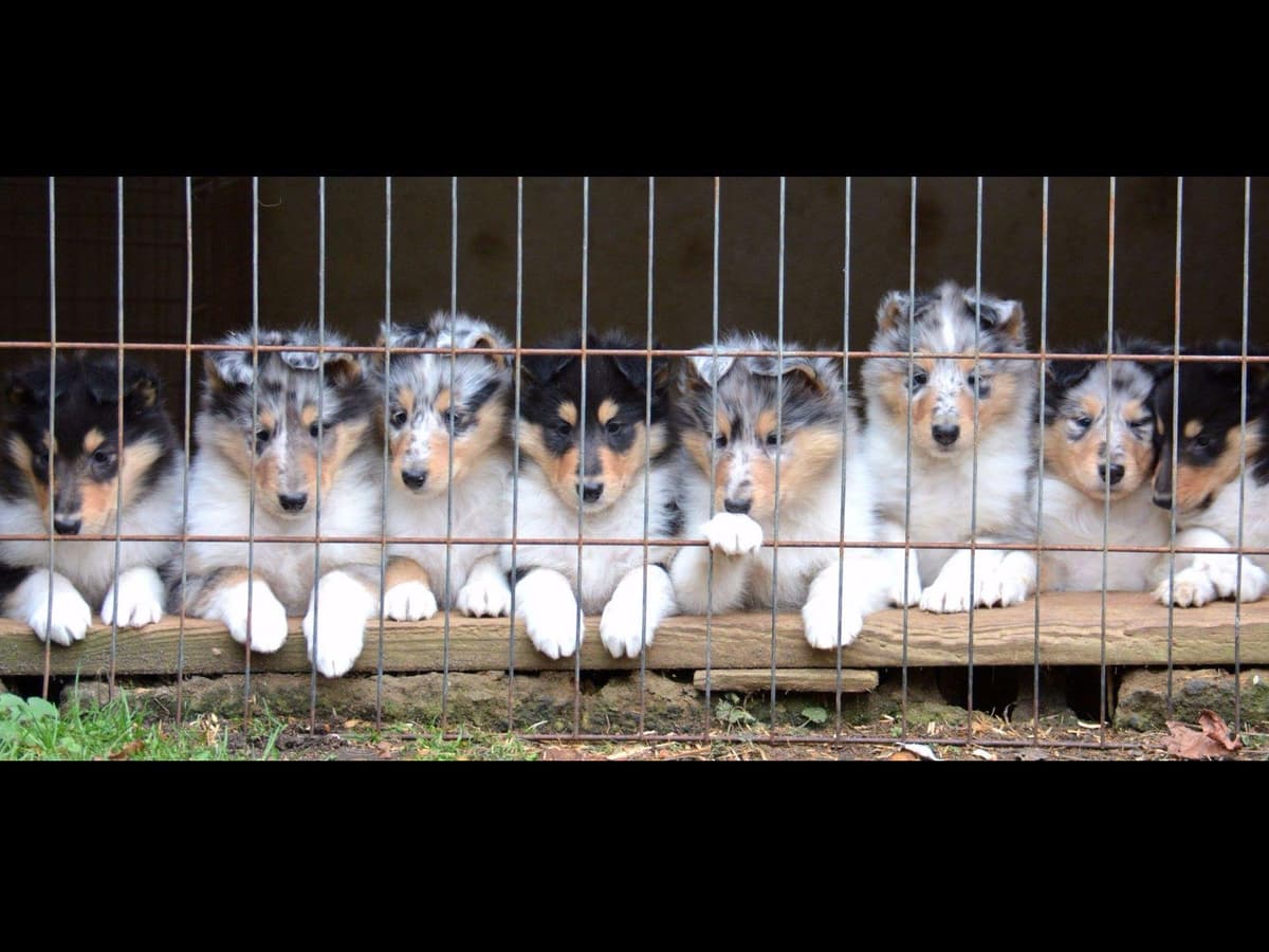 Collie Puppies breeder image 16
