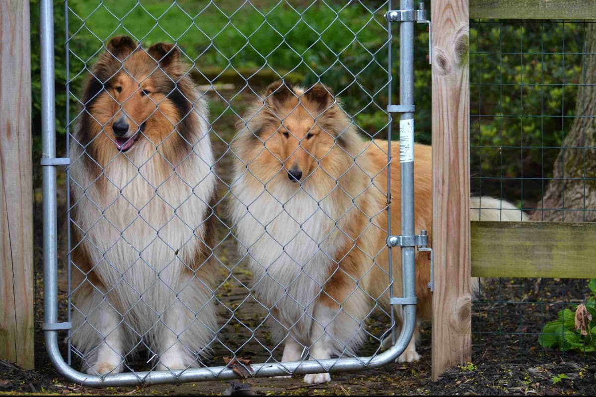 Collie Puppies breeder image 19