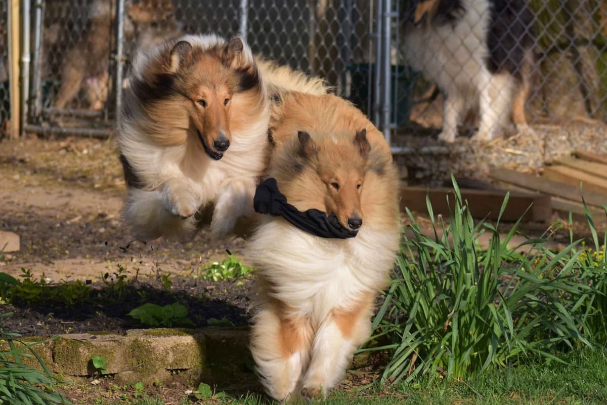 Collie Puppies breeder image 20