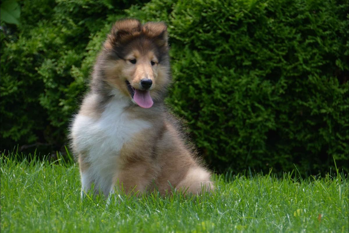 Collie Puppies breeder image 21