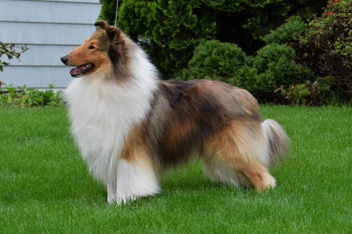Collie Puppies breeder image 3