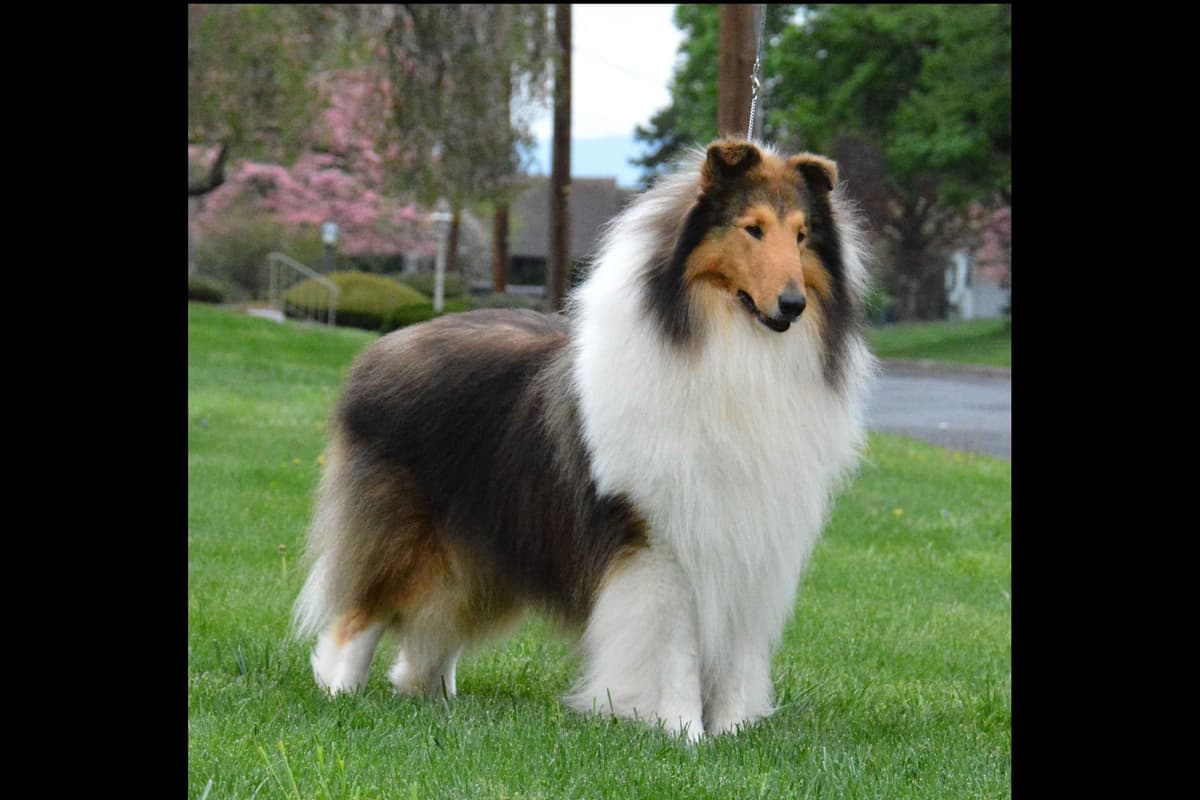 Collie Puppies breeder image 11