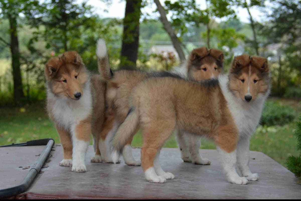 Collie Puppies breeder image 23